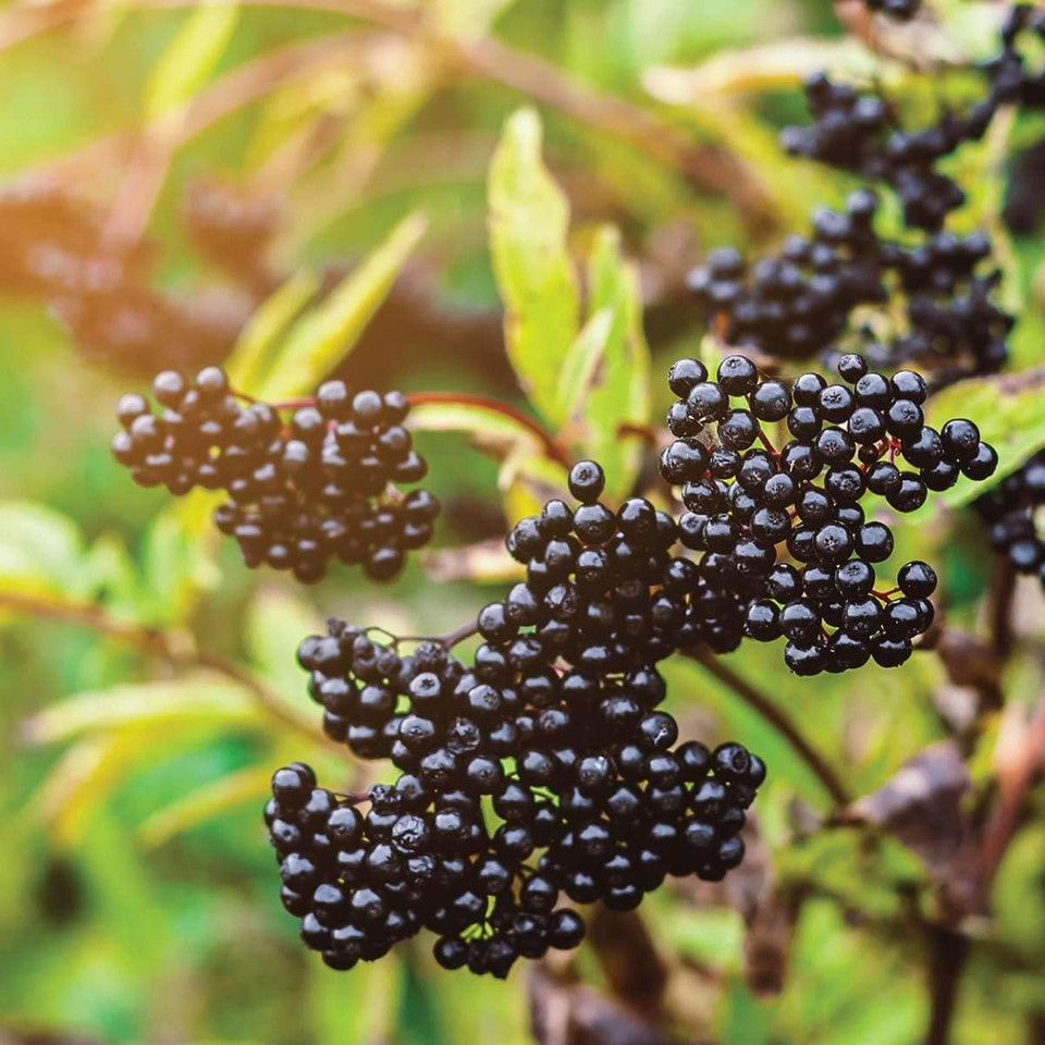 Natures Answer Sambucus Syrup Elderberry Kids Formula, 8 Ounce | Natural Immune Booster | Taste That Kids Love | Flu Season Support | Packed With Antioxidants