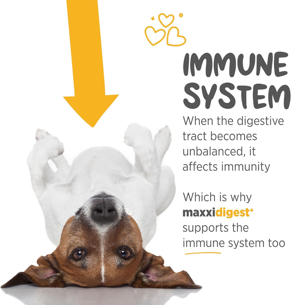 Maxxidigest+ Digestive And Immune Support Supplement For Dogs With Probiotics, Prebiotics And Digestive Enzymes  13.2 Oz