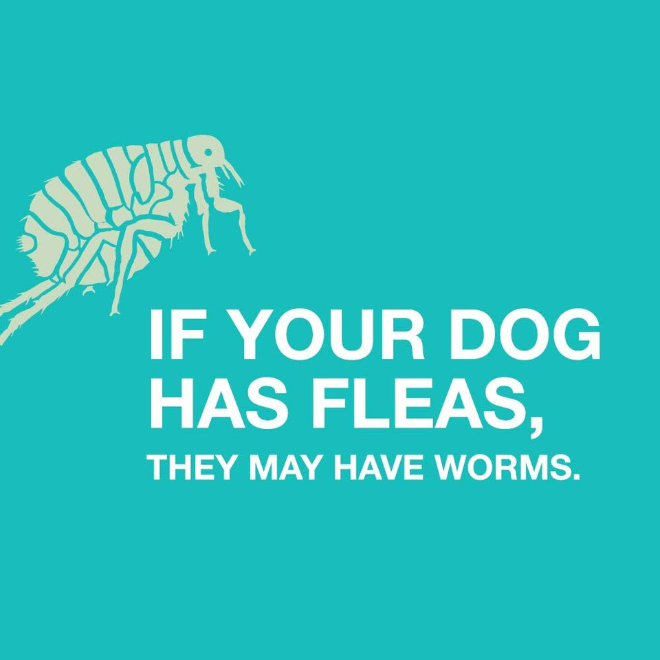 Elanco Chewable Quad Dewormer For Medium Dogs, 26-60 Lbs, 2 Chewable Tablets