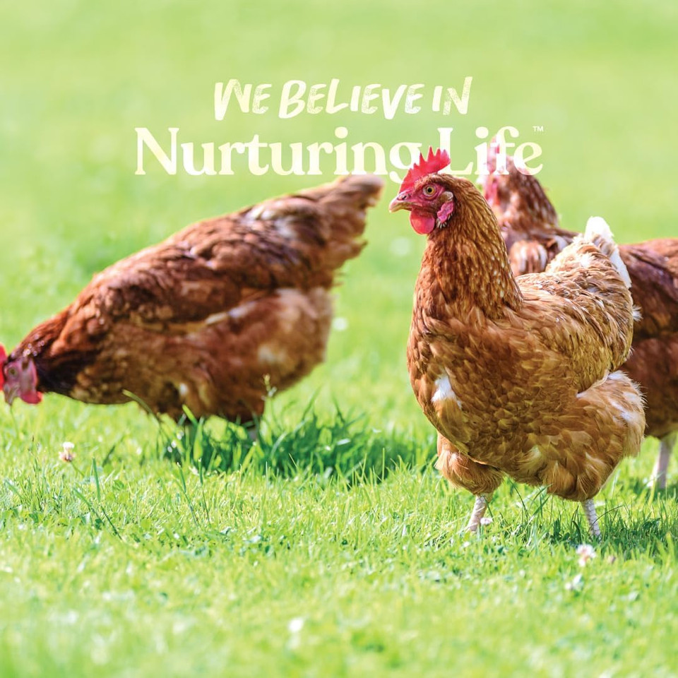 Manna Pro Ultimate Scratch Chicken Feed - Nutrient Rich Chicken Treat - 10 Lb Chicken Scratch