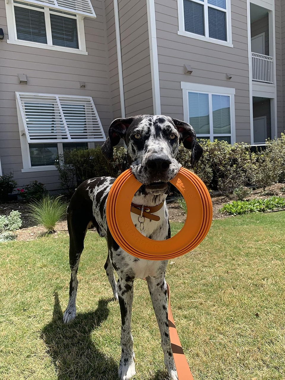 Nylabone Power Play Super Flyer Gripz Disc For Dogs Super Flyer One Size (1 Count)