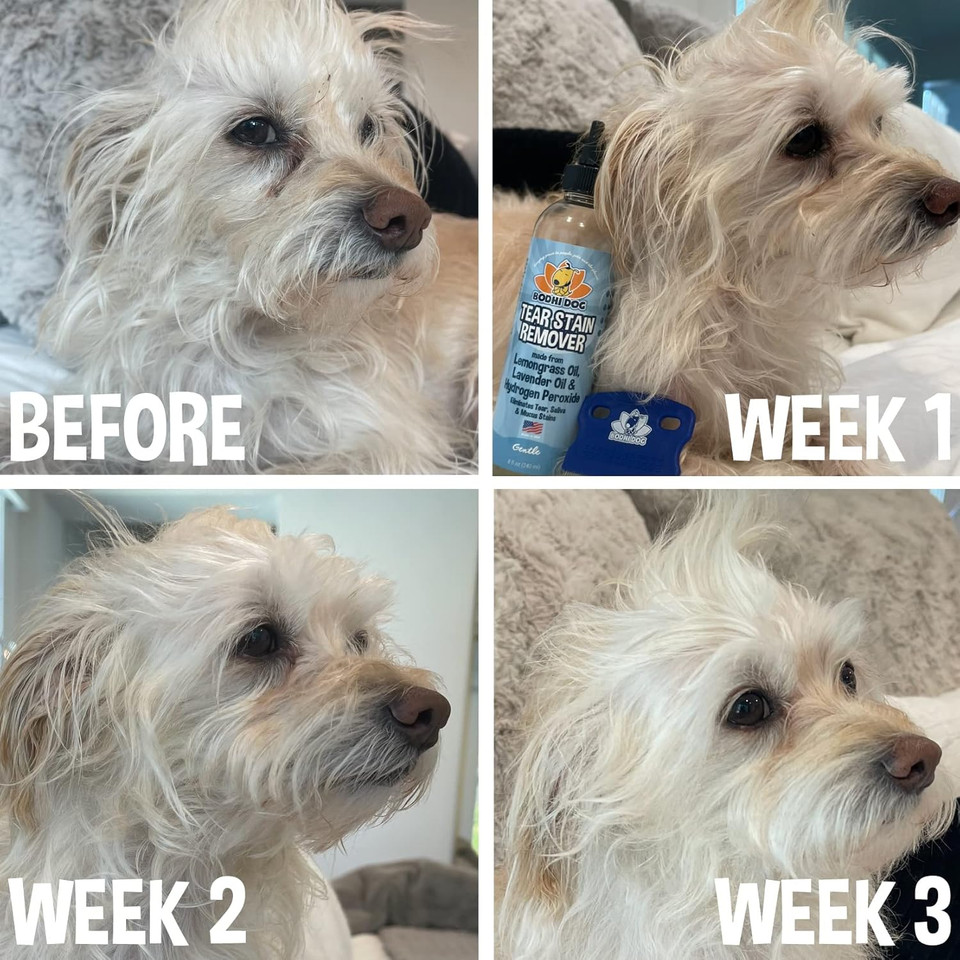 Bodhi Dog Tear Stain Remover | Removes Dog & Cats Tears, Saliva & Mucus Stains | Safe Gentle Solution For Fur And Delicate Coats | Made In Usa, 8Oz