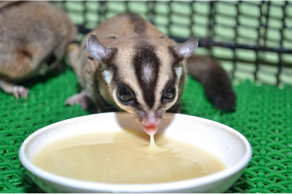 Exotic Nutrition Gliderade Nectar (1.5 Lb.) - Vitamin-Enriched Healthy Nectar Supplement - Powdered Mix - Provides Necessary Carbohydrates For Sugar Gliders