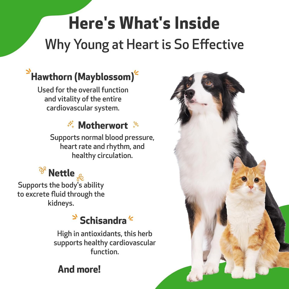 Pet Wellbeing Young At Heart For Dogs & Cats - Vet-Formulated - Supports Cardiovascular System | Heart & Circulatory Health - Natural Herbal Supplement 4 Oz (118 Ml)