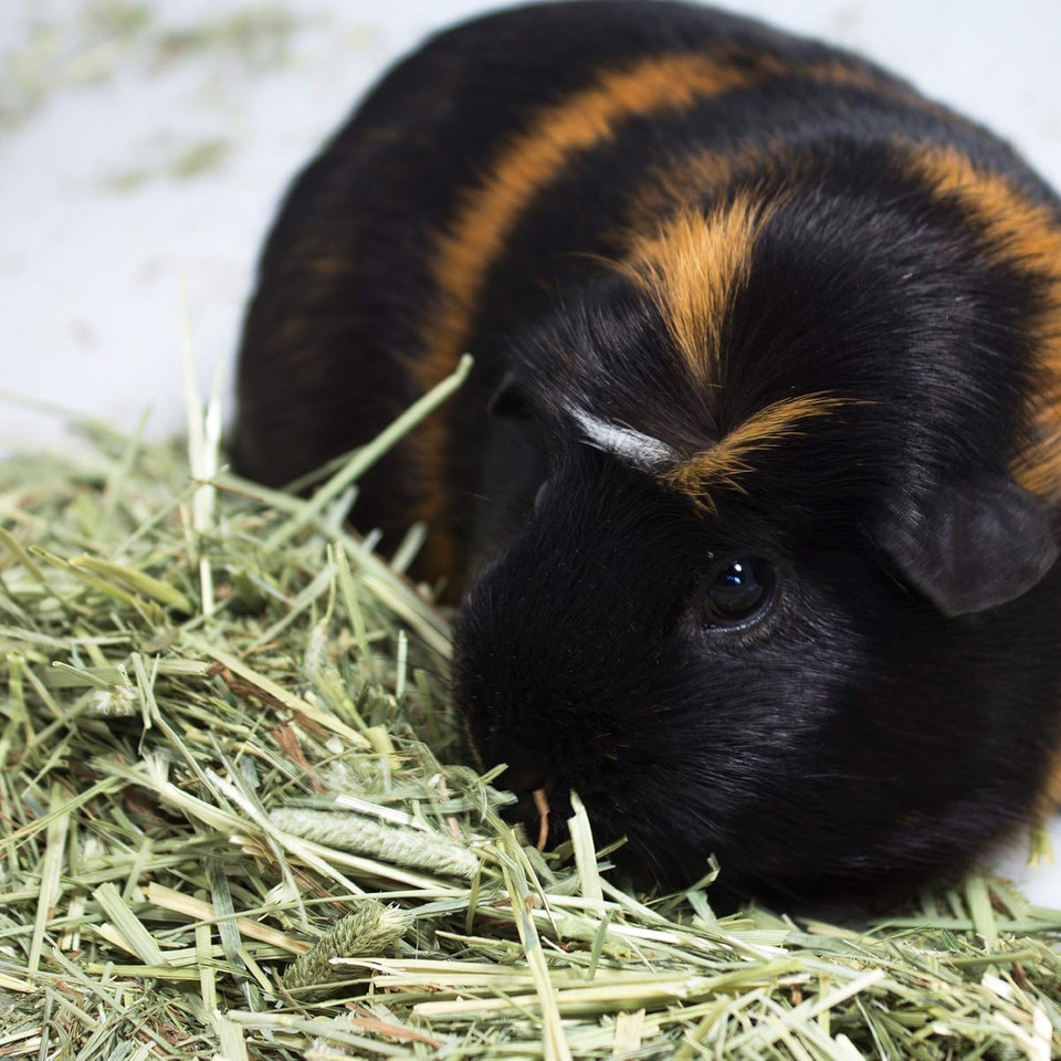 Vitakraft Small Animal Timothy Hay For Guinea Pigs, Rabbits, And Chinchillas - 3.5 Lbs