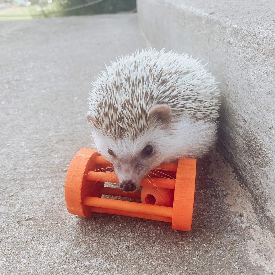 Barrel Roller Toy - Fun Interactive Rolling Wooden Cage Toy Accessory & Safe Chew - Hedgehogs, Guinea Pigs, Rabbits, Prairie Dogs, Chinchillas, Degus, & Other Small Pets