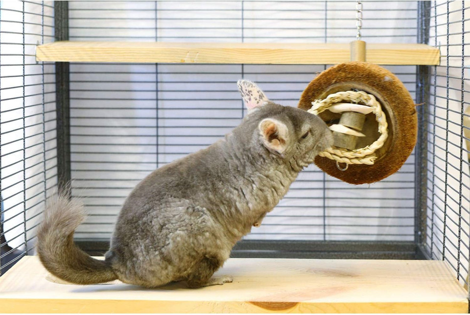 Coco Cuttle - Interactive Natural Calcium Supplement Chew Toy - Sugar Gliders, Chinchillas, Squirrels, Prairie Dogs, Degus, Opossums, Parrots, Birds, Rats, Rabbits, Hamsters, Guinea Pigs