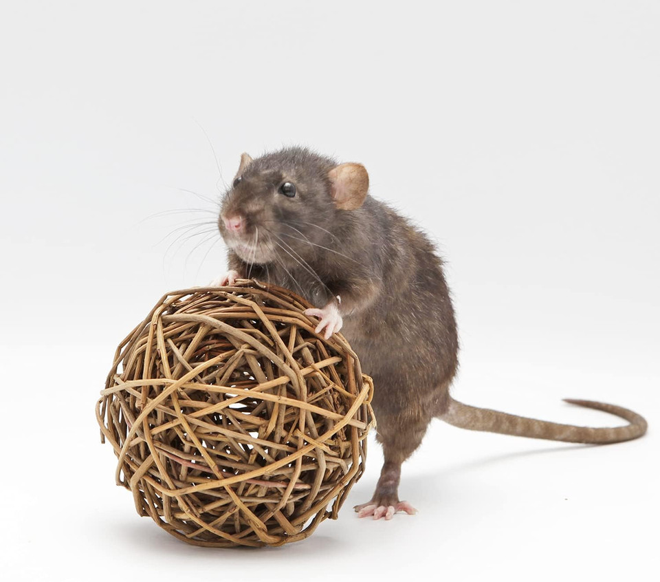 Willow Ball - Natural Safe Willow Branch Rattan Activity Chew Toy Cage Accessory - Rabbits, Guinea Pigs, Prairie Dogs, Chinchillas, Degus, Rats, Hedgehogs, Squirrels, Parrots, & Small Pets