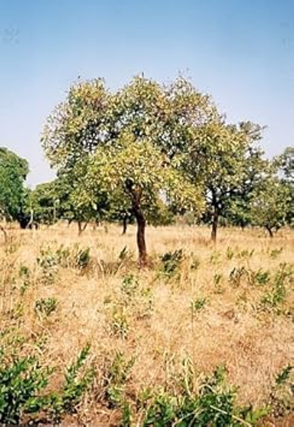 1 Kg Organic Unrefined Shea Butter for Conditioning Sensitive and Dry Skin Baby Skin Salve Treatment of Eczema Psoriasis and Damaged Skin Supplied Direct by Shea Life Skincare 1 Kg
