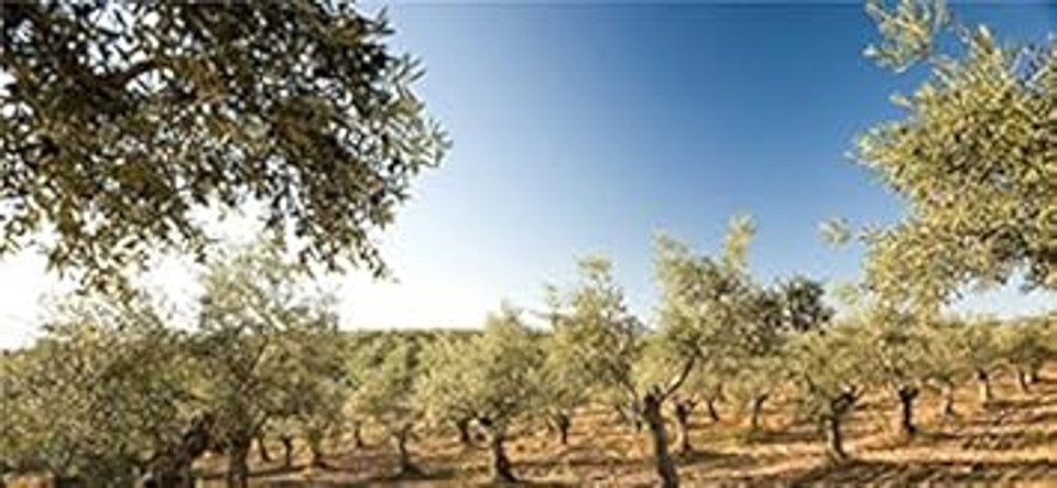 La Chinita LA CHINATA Mild Shampoo 250 ml