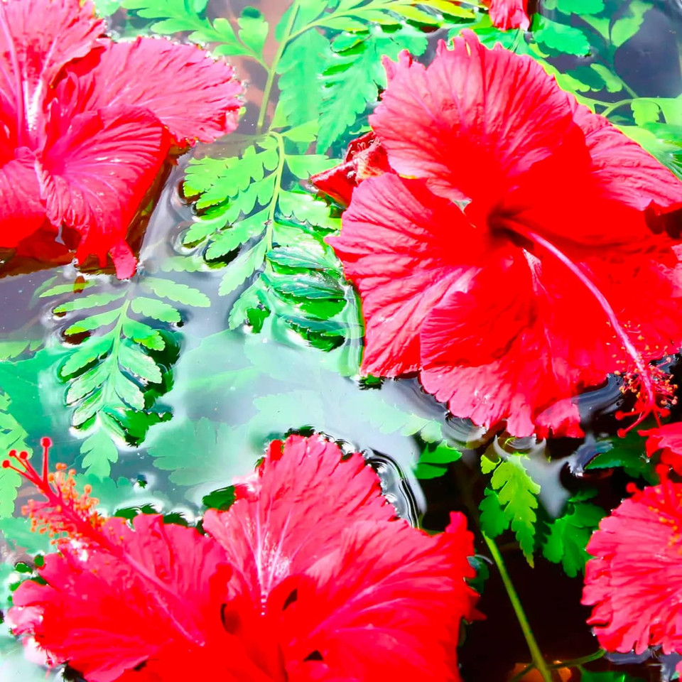 (Pack of 2) Maui Moisture Weightless Hydration & Hibiscus Water SHAMPOO x 385ml & CONDITIONER x 385ml ALL HAIR TYPES