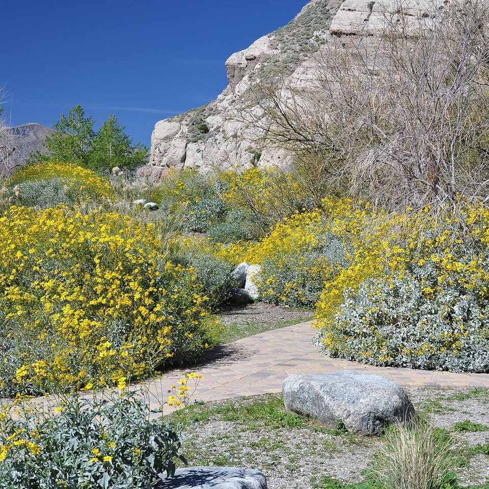 Martina Gebhardt Wild Utah Skin Cream 50 ml