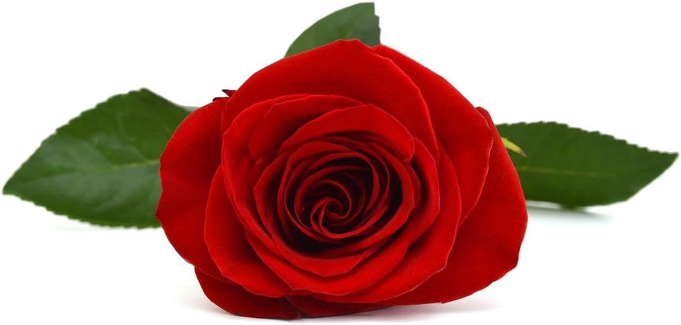 Sodasan Liquid Soap Rose & Olive Refill (6 x 1000 ml)