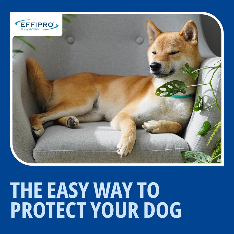 Effipro Flea & Tick Spot-On for Medium Dogs 10-20kg | Fast-Acting | 4 Pipettes | Vet-Strength Formula | Easy to Apply