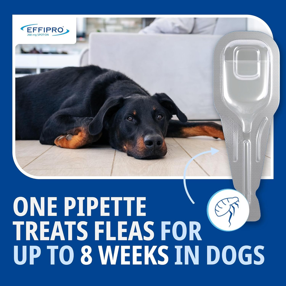 Effipro Spot On for Large Dogs, 20-40kg, 4 Pipettes