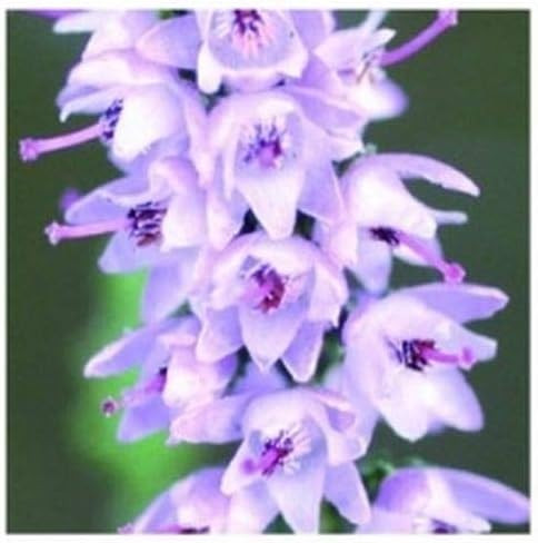 Elixirs & Co - Unitaire Bach Flowers Elixir - Heather No. 15 - Les Fleurs de Bach - Natural Remedy - Well-Being - Vegan - Organic - 100% Natural - Made in France - 10 ml