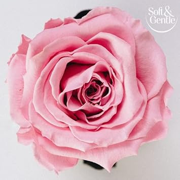 Soft & Gentle Orchid Desire Anti-Perspirant Roll On Deodorant 50ml