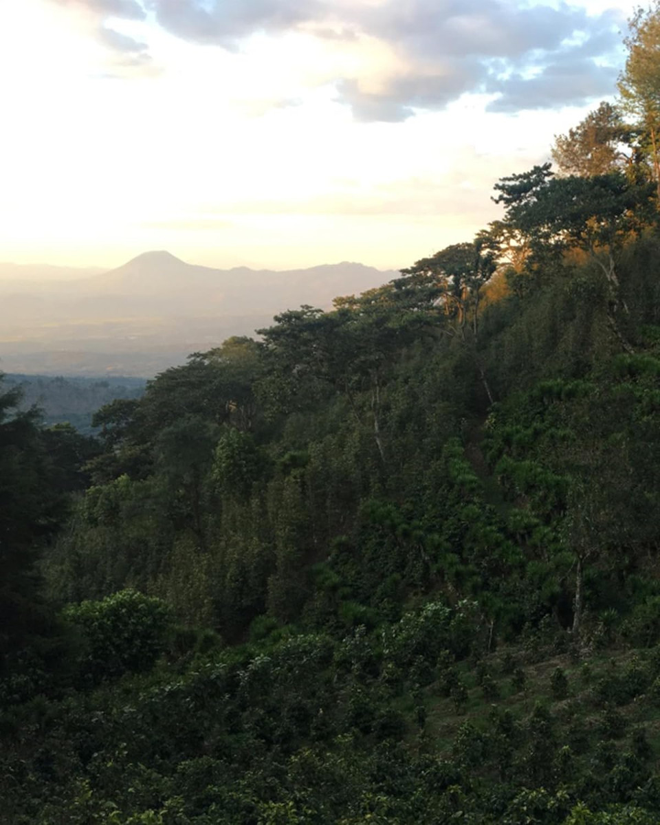 Rounton Coffee Roasters | 250g Green Coffee Beans El Salvador Finca Bosque Lya | Central American Green Coffee Beans| Raw Unroasted Coffee Beans for home Roasting