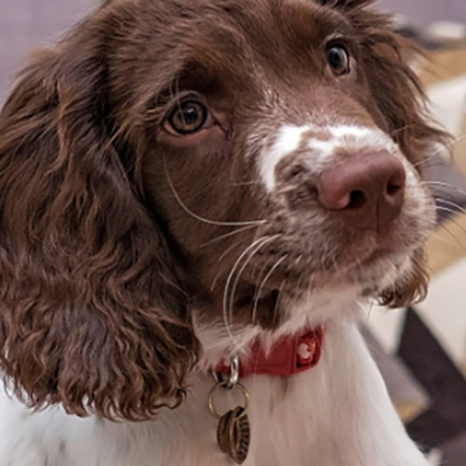 Animology Clean Sheets Dog Cleaning Wipes, Pack of 80