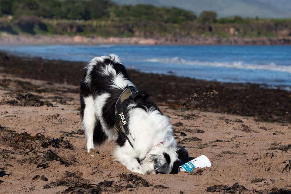 Blue Pet Co - GoShine Skin & Coat Health Supplement for Dogs - Promotes Healthy Skin, Shiny Coat & Hair Growth - Enriched with Unique Seaweed Complexes - With Peanut Butter - 90 Chews