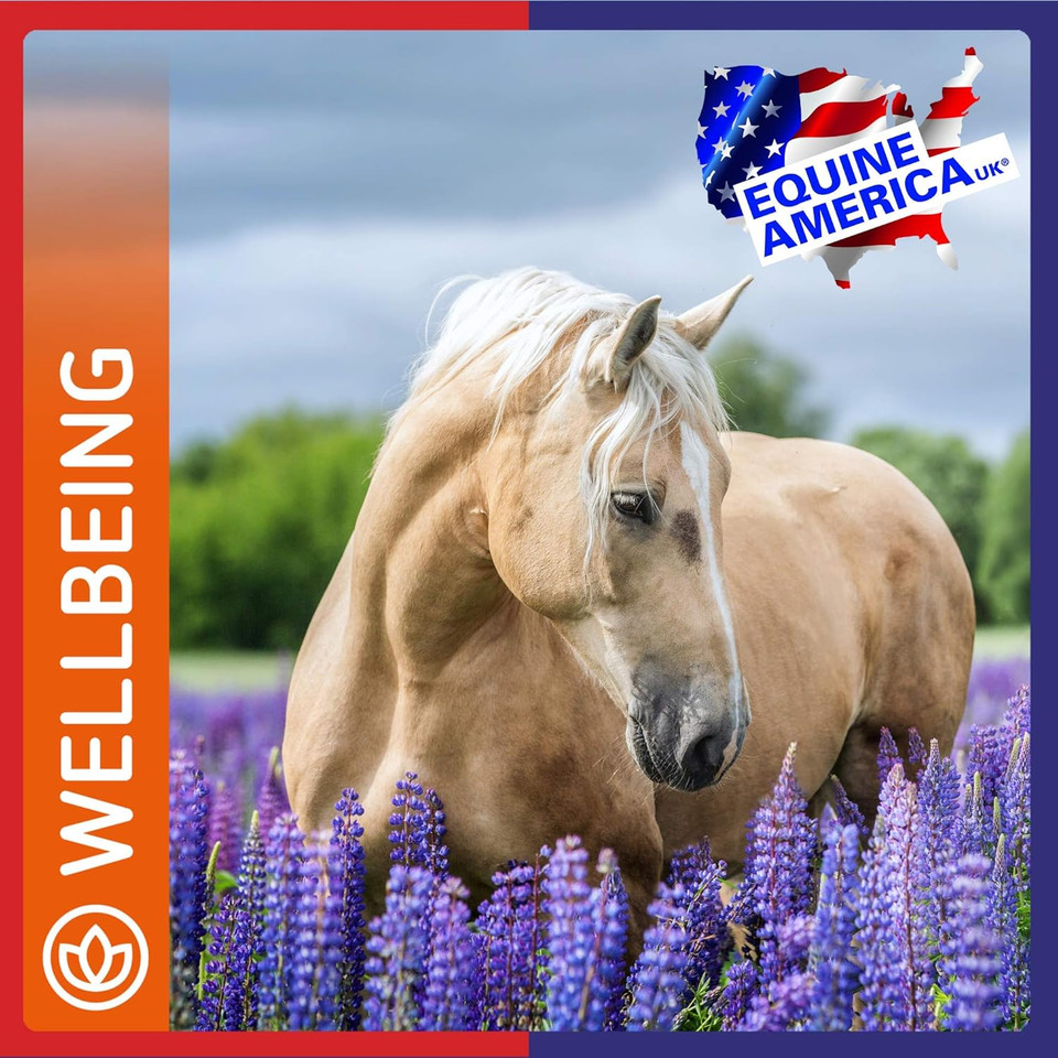 Equine America Horse & Pony Echinacea & Tuermic Liquid Emune Solution