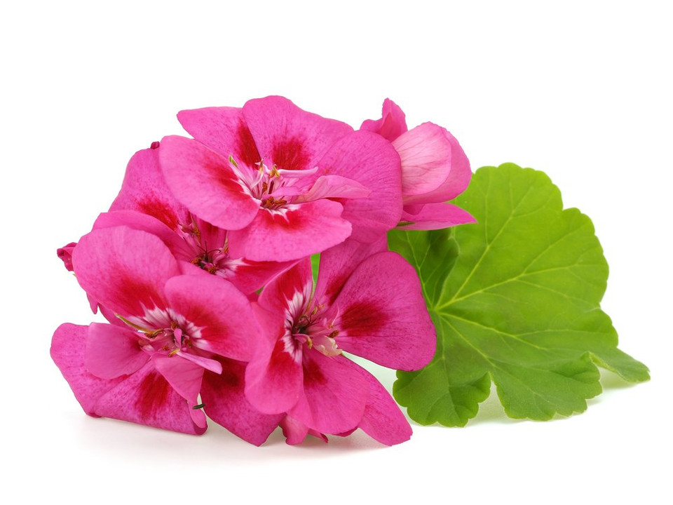 Us Organic 100% Pure Geranium Essential Oil - Usda Certified Organic, Steam Distilled - W/Euro Droppers (More Size Variations Available) (10 Ml / .33 Fl Oz)