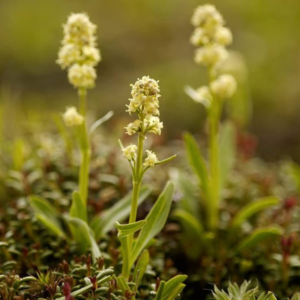 Speick Men Deodorant, Glass, Pump Spray