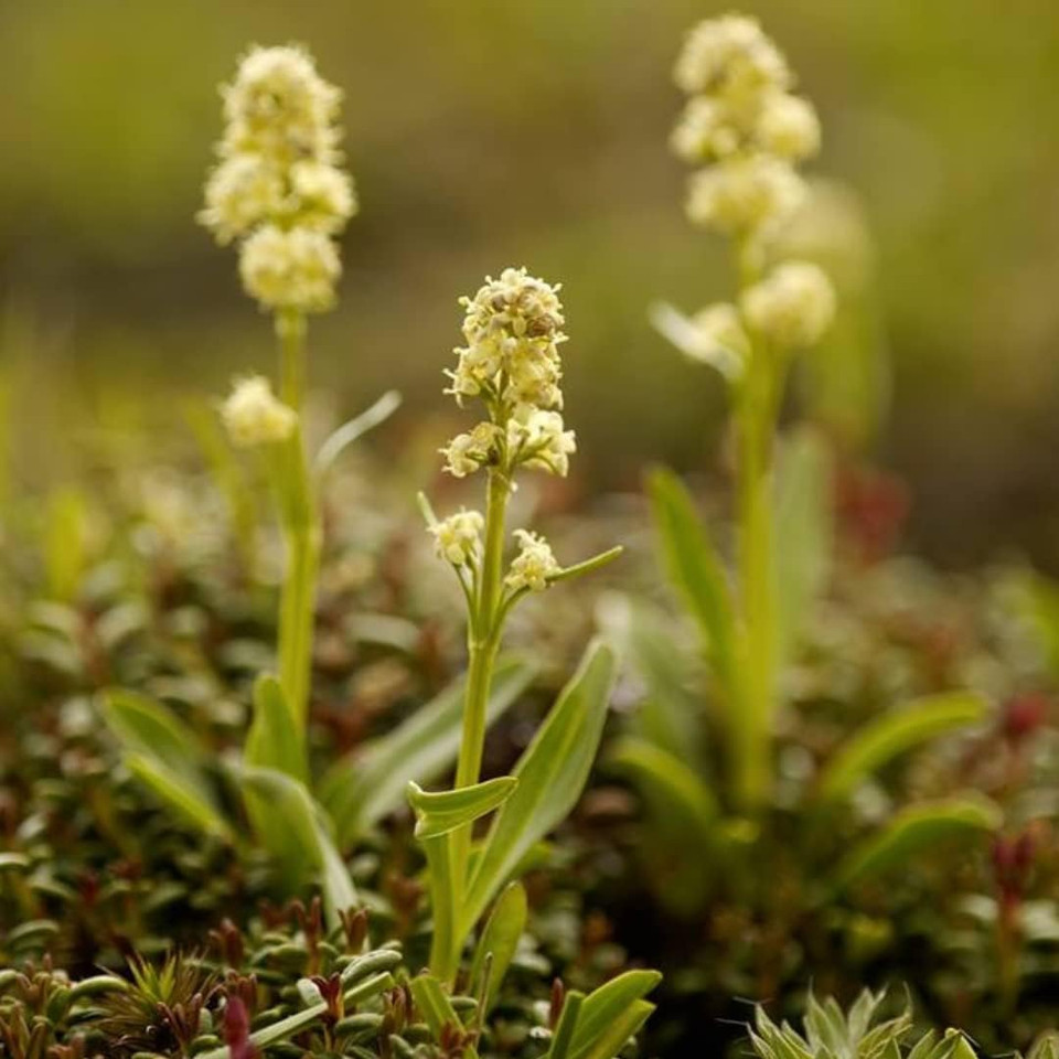 Speick After Shave Balsam, 3.4 Oz