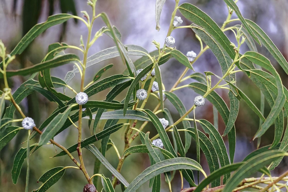 Us Organic Macadamia Nut Oil Unrefined Virgin, Usda Certified Organic, Pure & Natural, Cold Pressed, Sourced In Kenya, In Amber Glass Bottle W/Glass Eye Dropper For Easy Application (2 Oz (Small))