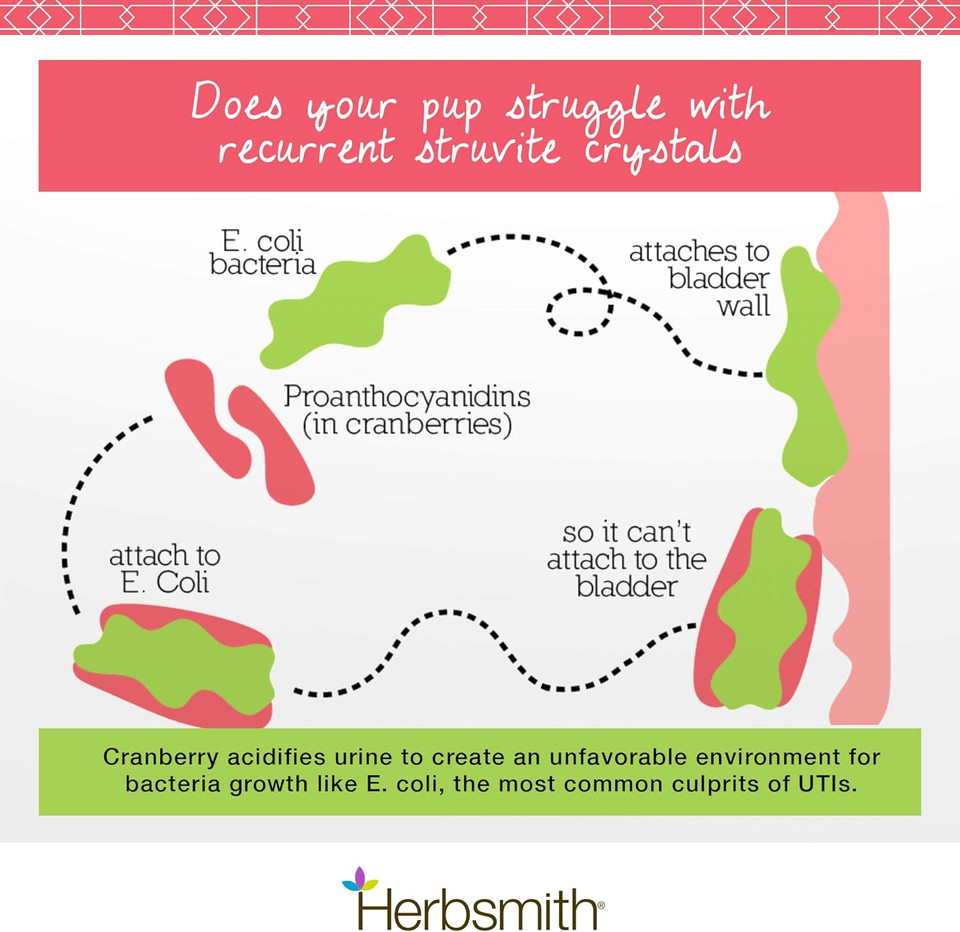 Herbsmith, Bladder Care For Cats And Dogs  Maintains Urinary Health For Dogs And Cats  Dog And Cat Kidney Support  75G Powder Herbsmith, Bladder Care For Cats And Dogs  Maintains Urinary Health For Dogs And Cats  Dog And Cat Kidney Support  75G Powder