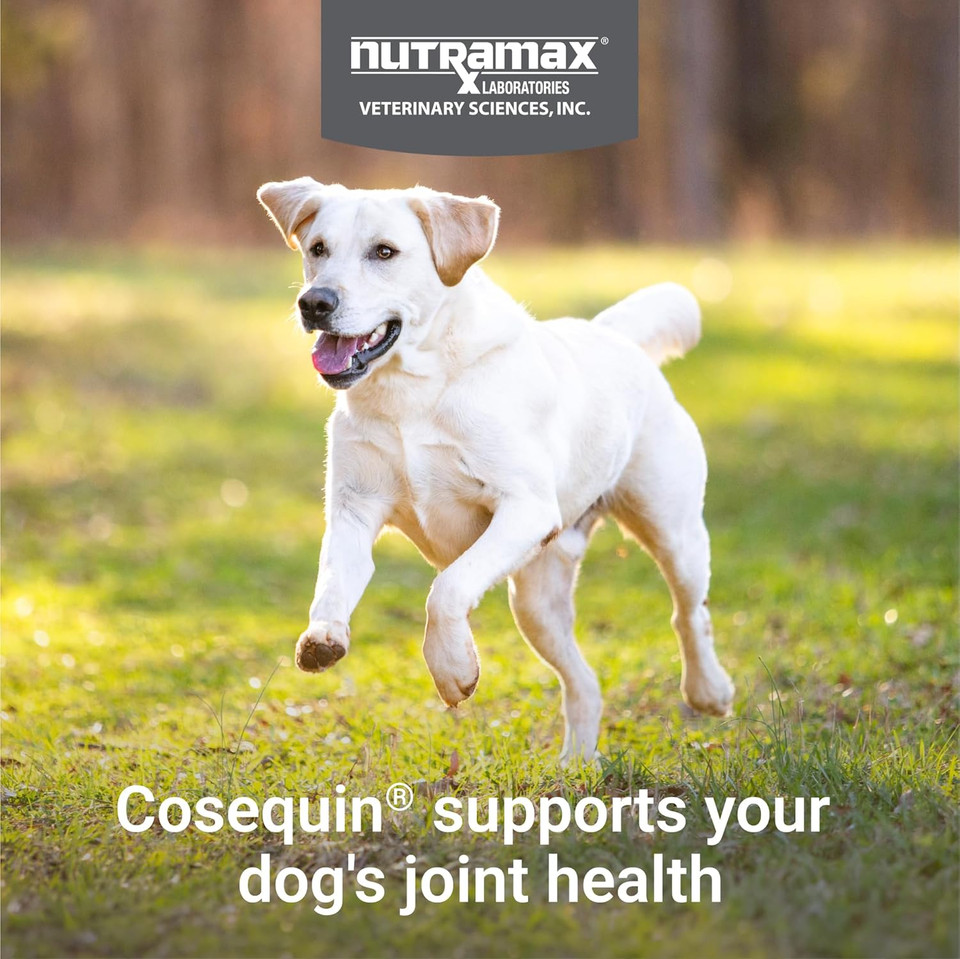 Nutramax Cosequin For Dogs Joint Health Supplement, Contains Glucosamine For Dogs, Plus Chondroitin And Msm, Supports Healthy Joints, Chewable Tablets, 132 Count