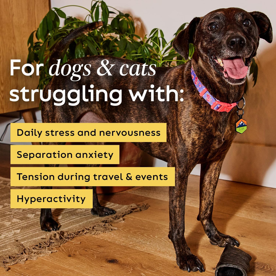 Super Snouts Chill + Out 30 Soft Chews  Calming Chews For Dogs And Cats Help Maintain Your PetS Emotional Balance  Made In The Usa