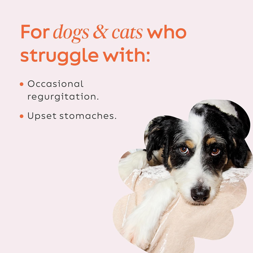 Diggin'S Your Dog Super Snouts Pumpkin Latte Digestive Supplement For Dogs And Cats, 5 Ounce - Antibiotic Free, Maintains Healthy Gut, Promotes Stool Consistency