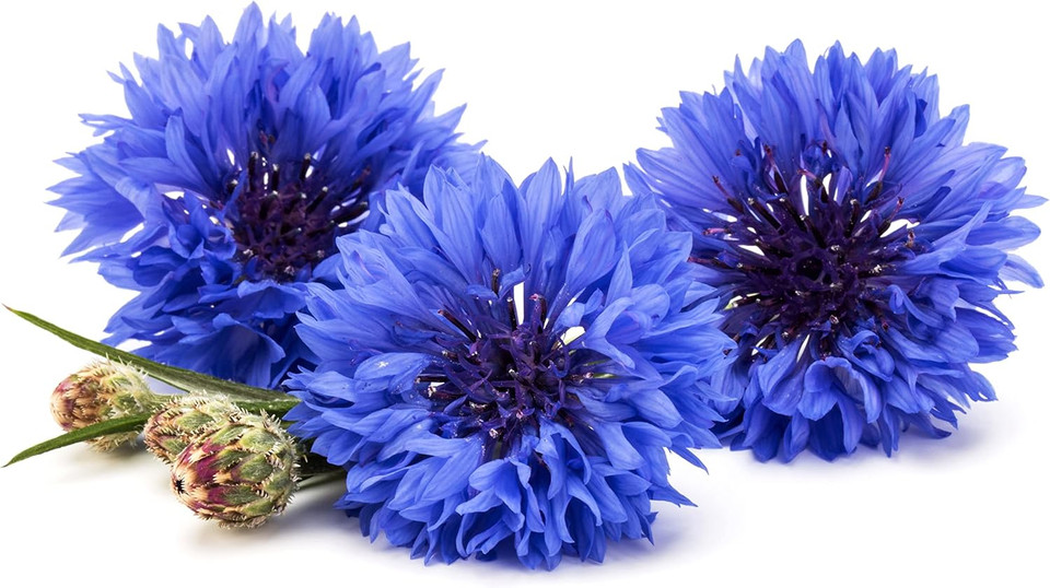 Pure Blue Cornflower Petals - 100% Natural Centaurea Cyanus - Dried, Grown In Germany Herbal Cornflower Flowers For Cupcakes, Lattes, Tea Blends, Bath Products, Gifts, Crafts