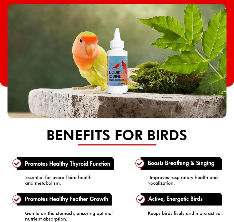 Morning Bird Liquid Iodine For Birds 2 Fl. Oz  Iodine Drops For Feather Growth, Support Molting, Energy & Thyroid  Easy-To-Use Mineral Supplement Formula For All Bird Types Morning Bird Liquid Iodine For Birds 2 Fl. Oz  Iodine Drops For Feather Growth, Support Molting, Energy & Thyroid  Easy-To-Use Mineral Supplement Formula For All Bird Types