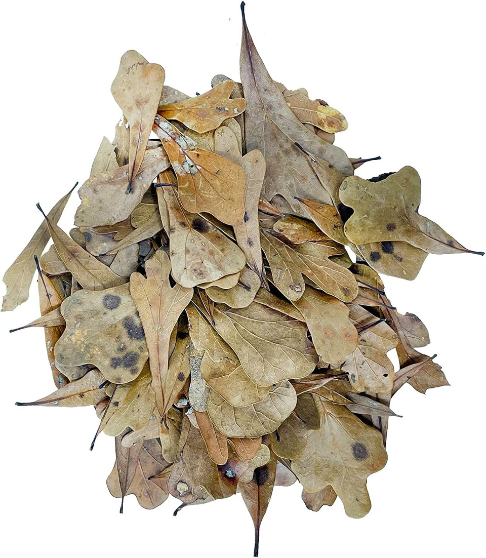 The Bio Dude Leaf Litter - Water Oak Litter - Great For Bioactive Terrariums, Vivariums And Fish