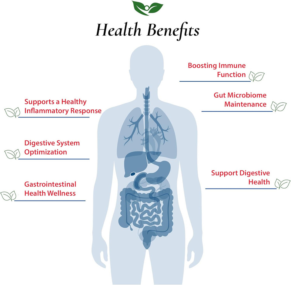 Bifidobacterium Longum Probiotic Powder 100 Billion Cfu'S | Made In Usa | No Additives | Digestive & Immune Support | High Potency | B. Longum | 30 Grams (1.05 Oz)