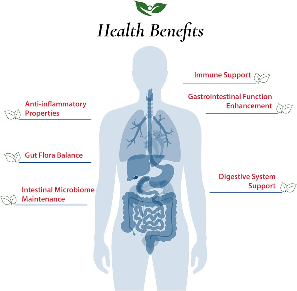 Streptococcus Thermophilus Probiotic Powder 400 Billion Cfu'S | Made In Usa | No Additives | Digestive & Immune Support | High Potency | S. Thermophilus | 60 Grams (2.11 Oz)