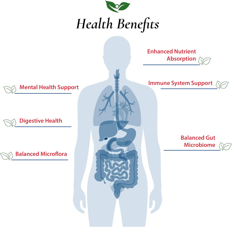 Lactobacillus Plantarum Probiotic Powder 400 Billion Cfu'S | Made In Usa | No Additives | Digestive & Immune Support | High Potency | L. Plantarum | 30 Grams (1.05 Oz)