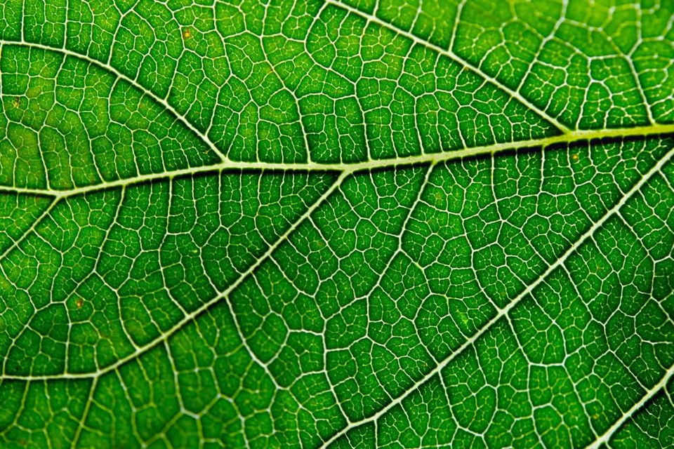 Antler Farms  100% Natural 12,000 Mg Liquid Chlorophyll Drops, Concentrated Extract 2-8X Stronger, 60 Servings, 2 Oz - Immune Support, Energy Booster, Detox, Fresh Mint Flavor