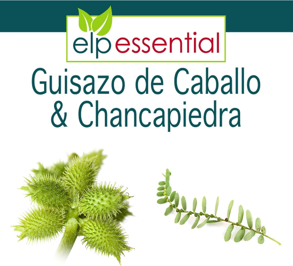 Guisazo De Caballo And Chancapiedra 500 Mg 90 Capsules Promotes Healthy Kidneys