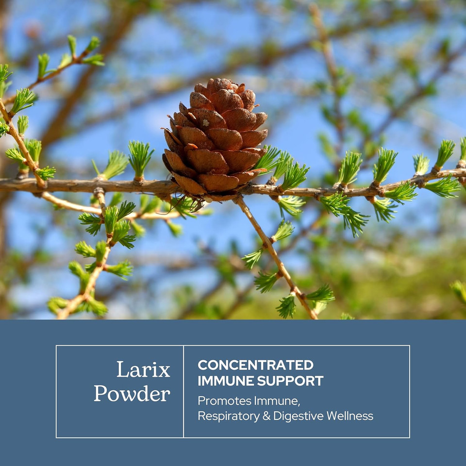 Eclectic Institute Non-Gmo Larix Immune Support Capsules | 50 Ct (400 Mg)