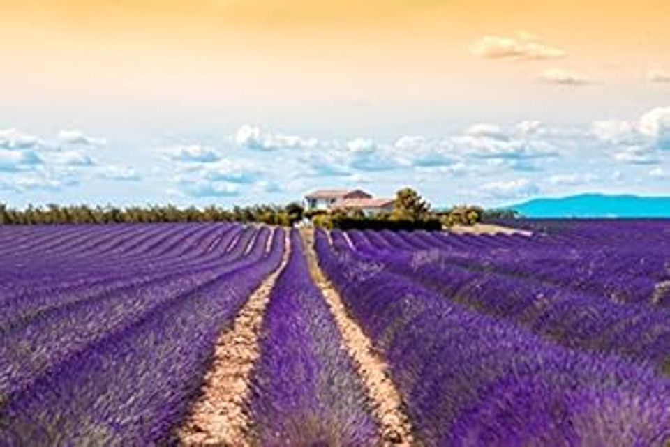 Us Organic 100% Pure Spearmint Essential Oil - Usda Certified Organic, Steam Distilled - W/Euro Droppers (More Size Variations Available) (15 Ml / .5 Fl Oz)