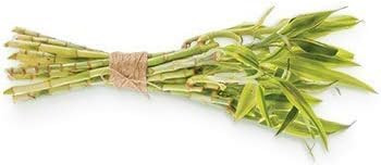 Human+Kind Body Scrub - Exfoliating, Hydrating Body Polish That Scrubs Away Dead Skin Cells - Clarifying Treatment For Soft, Smooth Skin With Bamboo Extract Beads - Vegan And Cruelty Free - 6.76 Oz