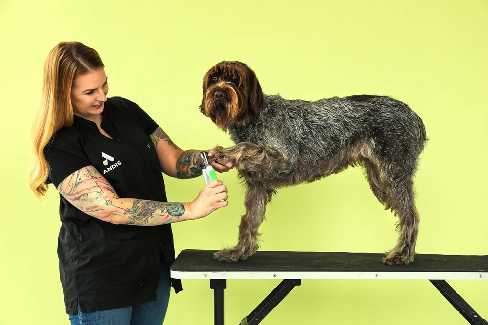 Andis 65700 Animal Nail Cutter For Small Breeds - Stainless Steel Blades With Sharp Efficiency - Designed For Repeated Use & Recommended By Pet Trainers  Medium Size & White/Green