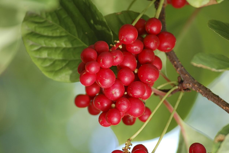 Dragon Herbs - Schizandra Capsules - 100 Capsules, 500 Mg Each