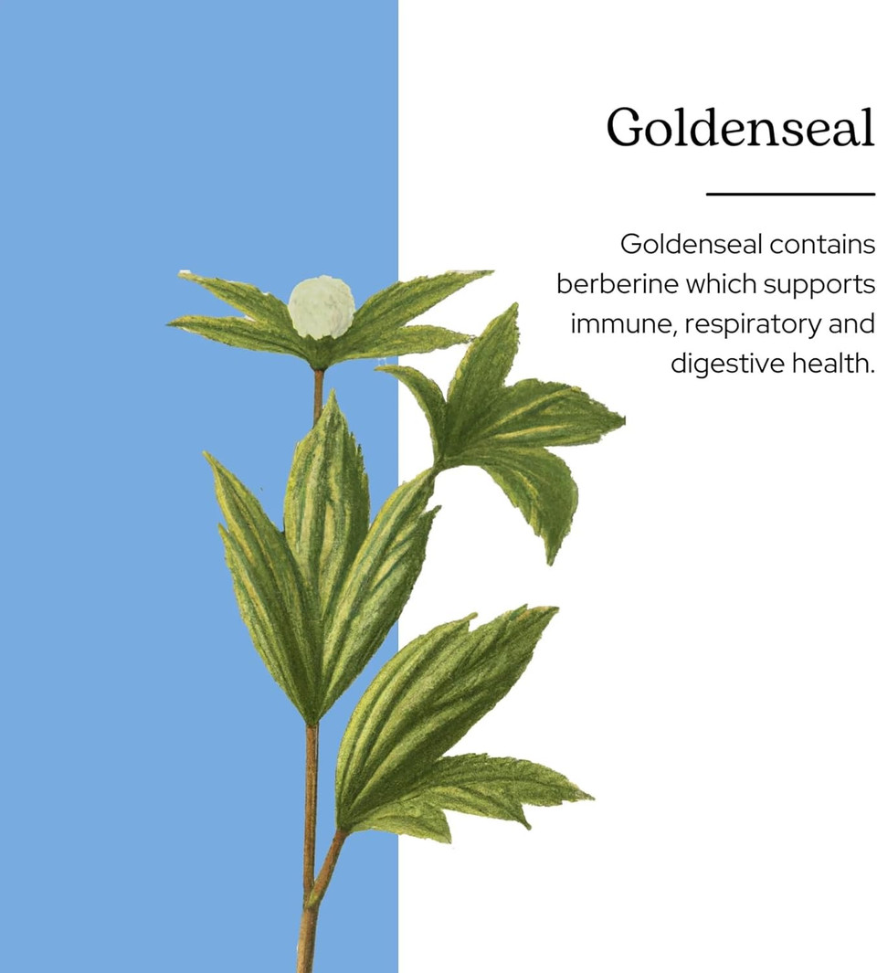 Eclectic Herb - Goldenseal Extract | Immune Support | Non-Gmo, Gluten-Free (1 Fl Oz | 30 Ml)