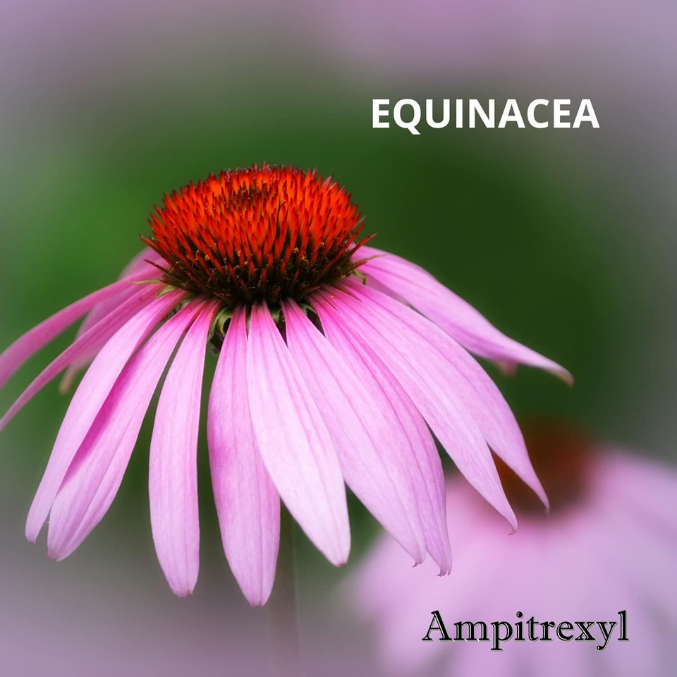 Formula 100% Natural, Helps You Support Your Immune System, Antioxidant, 30 Capsules, 500 Mg, Box