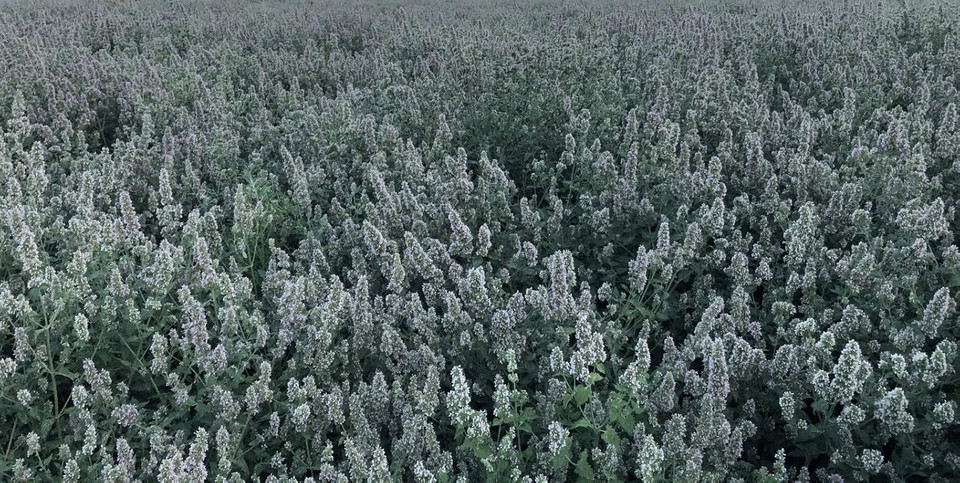 From The Field | No Mess Catnip Pellets | 2 Oz Bag | Compressed, Potent Usa-Grown Catnip & Silver Vine | Resealable Bag | Safe For Play & Nibbling | Long-Lasting, Eco-Friendly Cat Treat