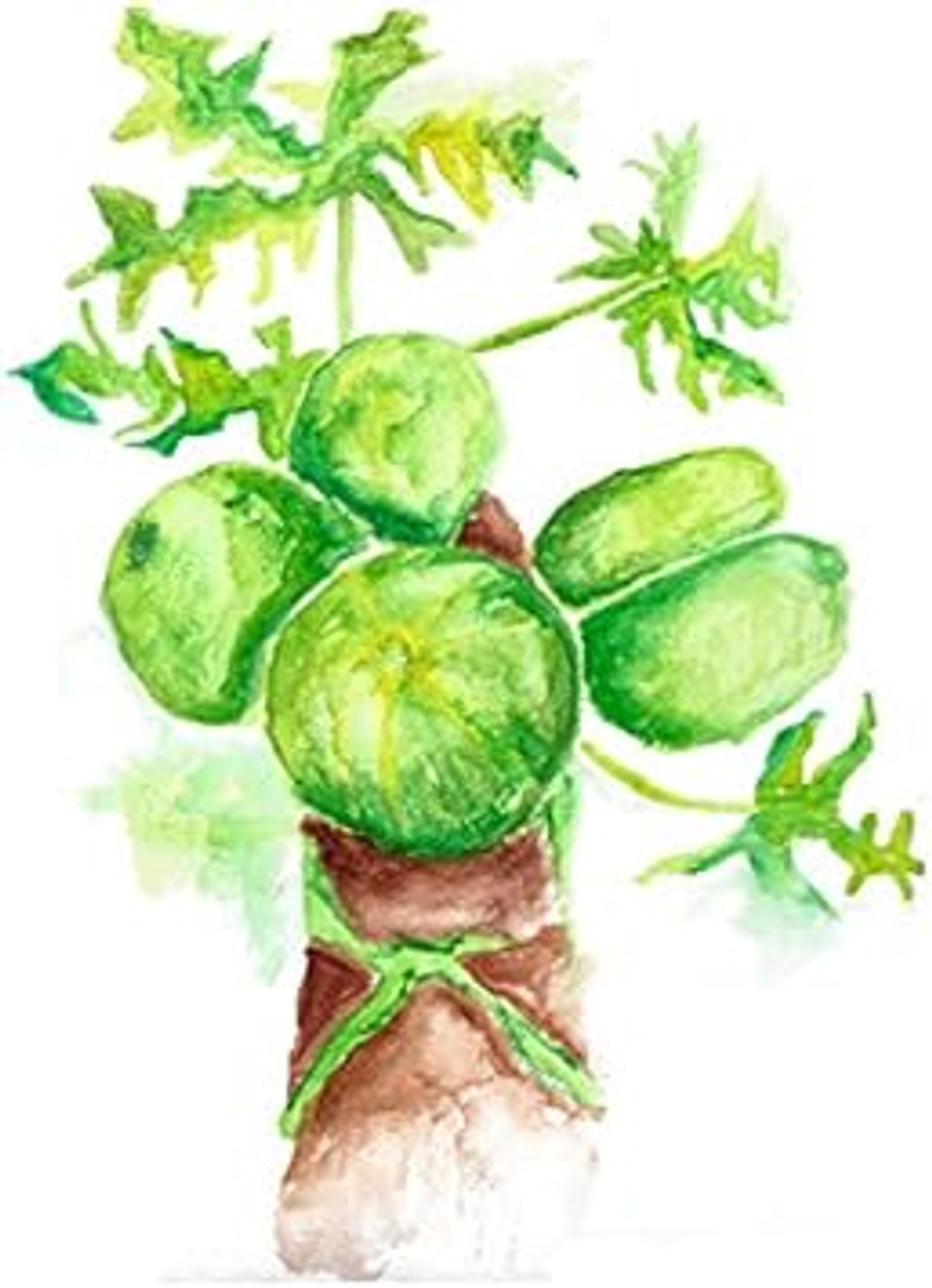 Green Papaya Fruit Powder 2Oz Zip-Pouch